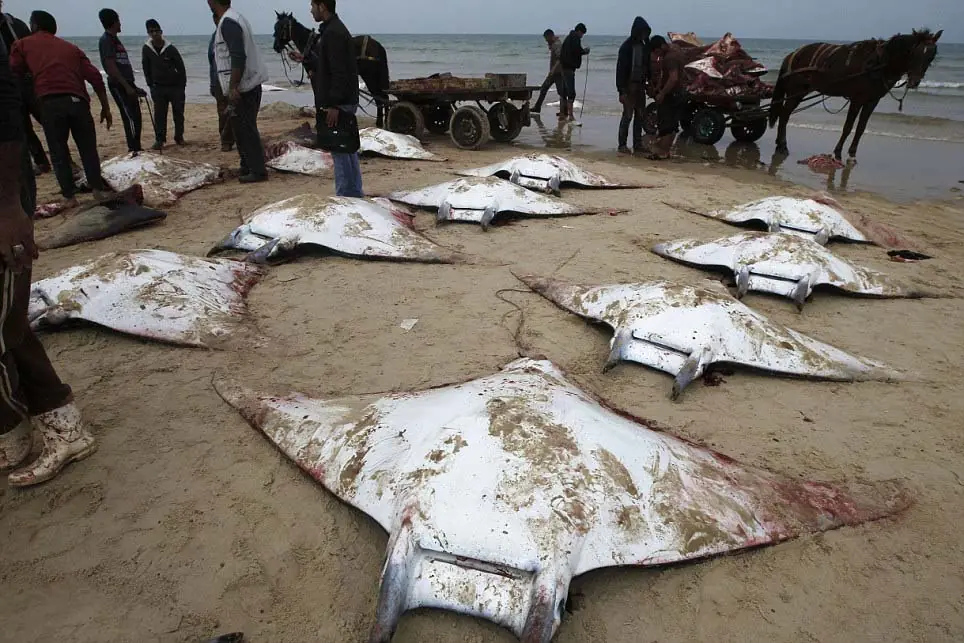 Centenares de mantarrayas muertas en las playas de Gaza