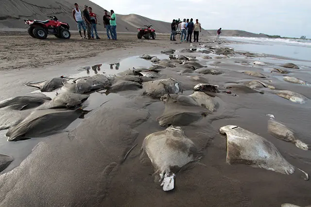 MANTARRAYAS