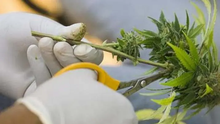 cultivo de cannabis