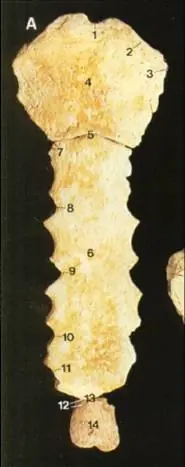 huesos del cuerpo humano