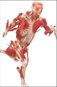 huesos del cuerpo humano