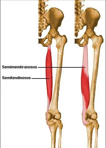huesos del cuerpo humano