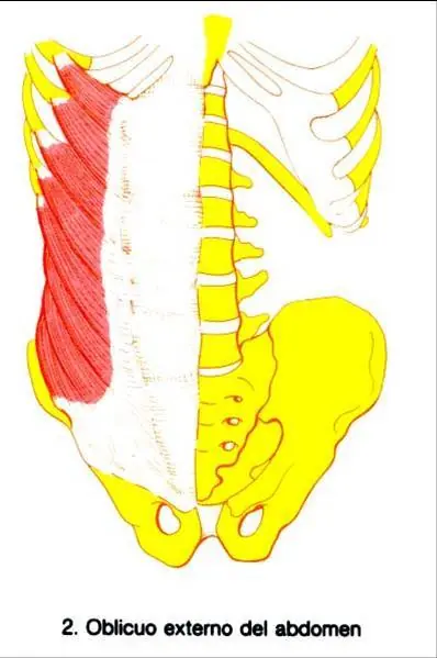 extremidades del cuerpo humano