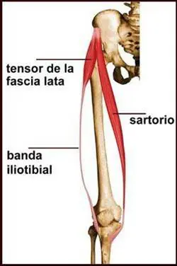 extremidades del cuerpo humano