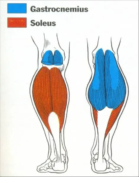 huesos del cuerpo humano