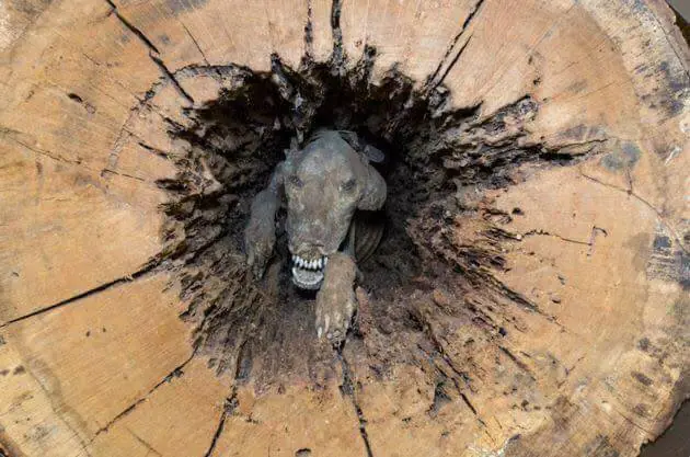 Stuckie: El perro que quedó momificado dentro de un árbol