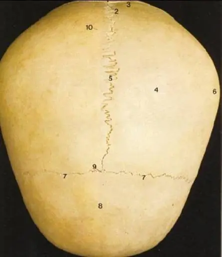 huesos del cuerpo humano