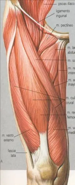 Mis apuntes de anatomía