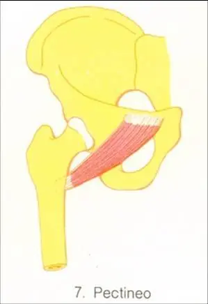 Mis apuntes de anatomía