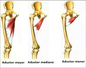 extremidades del cuerpo humano