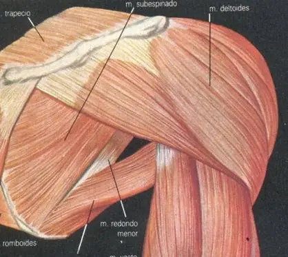 extremidades del cuerpo humano