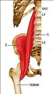 huesos del cuerpo humano