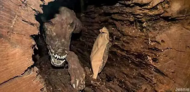 perro