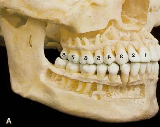 Mis apuntes de anatomía