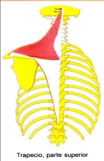 Mis apuntes de anatomía