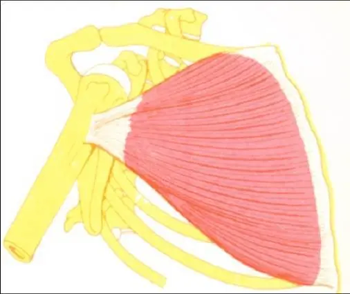 extremidades del cuerpo humano