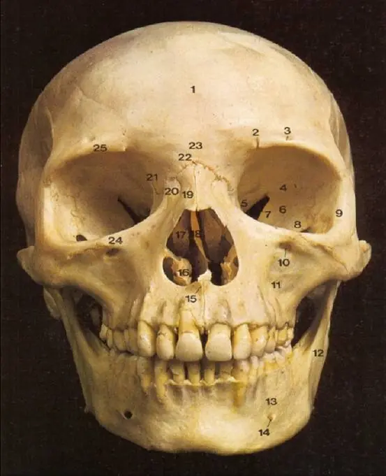 extremidades del cuerpo humano