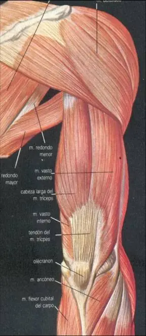 extremidades del cuerpo humano