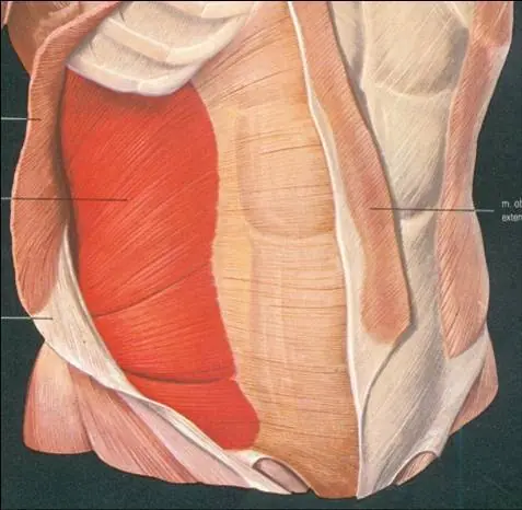 Mis apuntes de anatomía