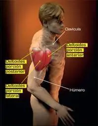 huesos del cuerpo humano