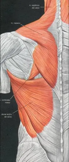 huesos del cuerpo humano