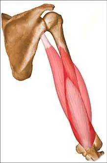 Mis apuntes de anatomía