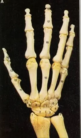 extremidades del cuerpo humano