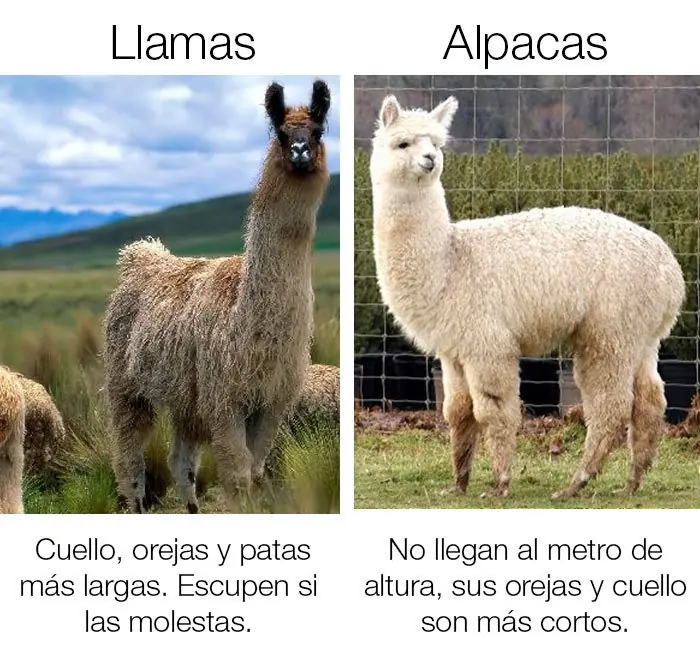 Cosas