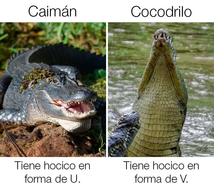 “Cosas iguales” que las personas no sabe que son diferentes