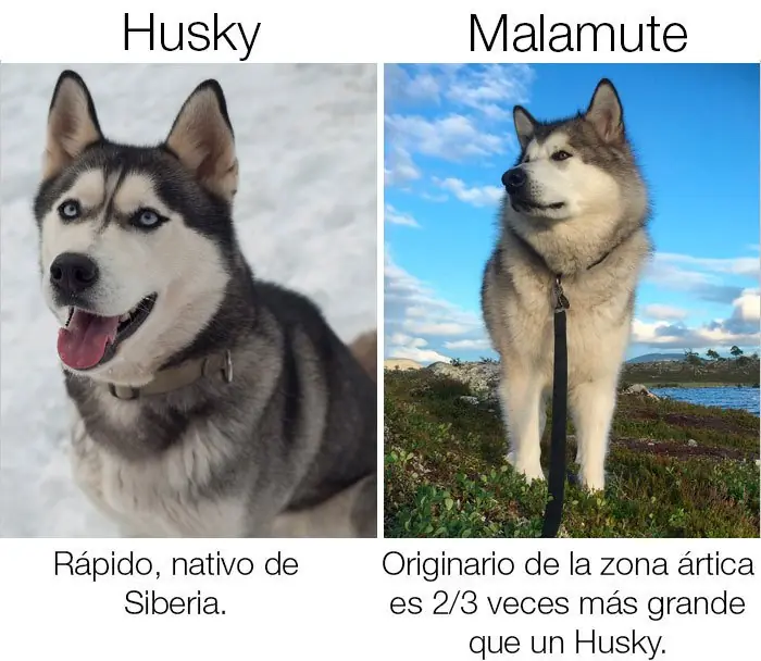 Iguales