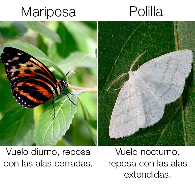 “Cosas iguales” que las personas no sabe que son diferentes