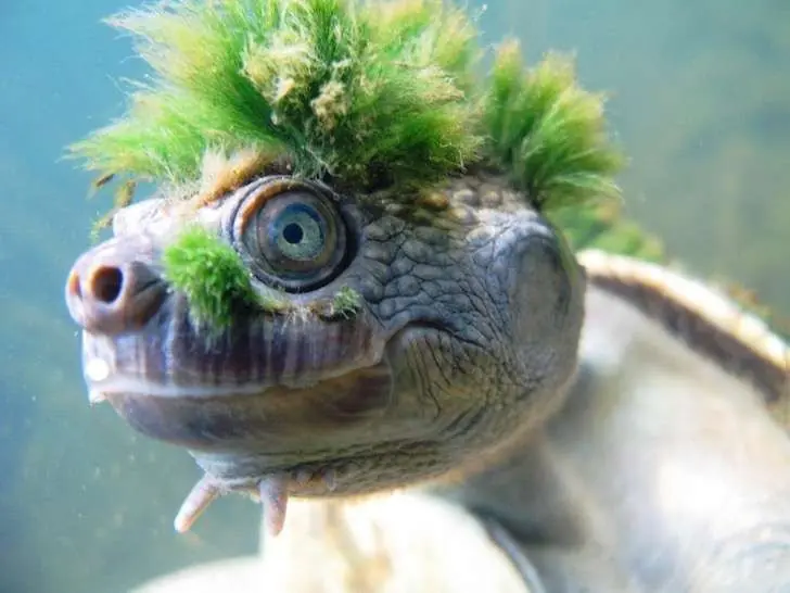 La tortuga con mohicano verde que respira por los genitales
