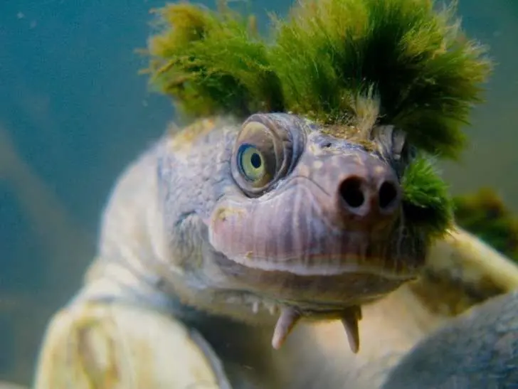 Tortuga