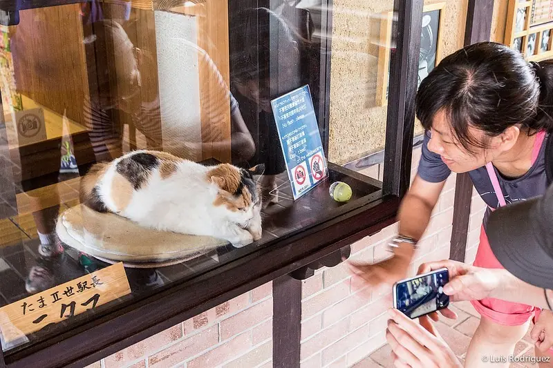 El curioso tren de la gata Tama en Japón