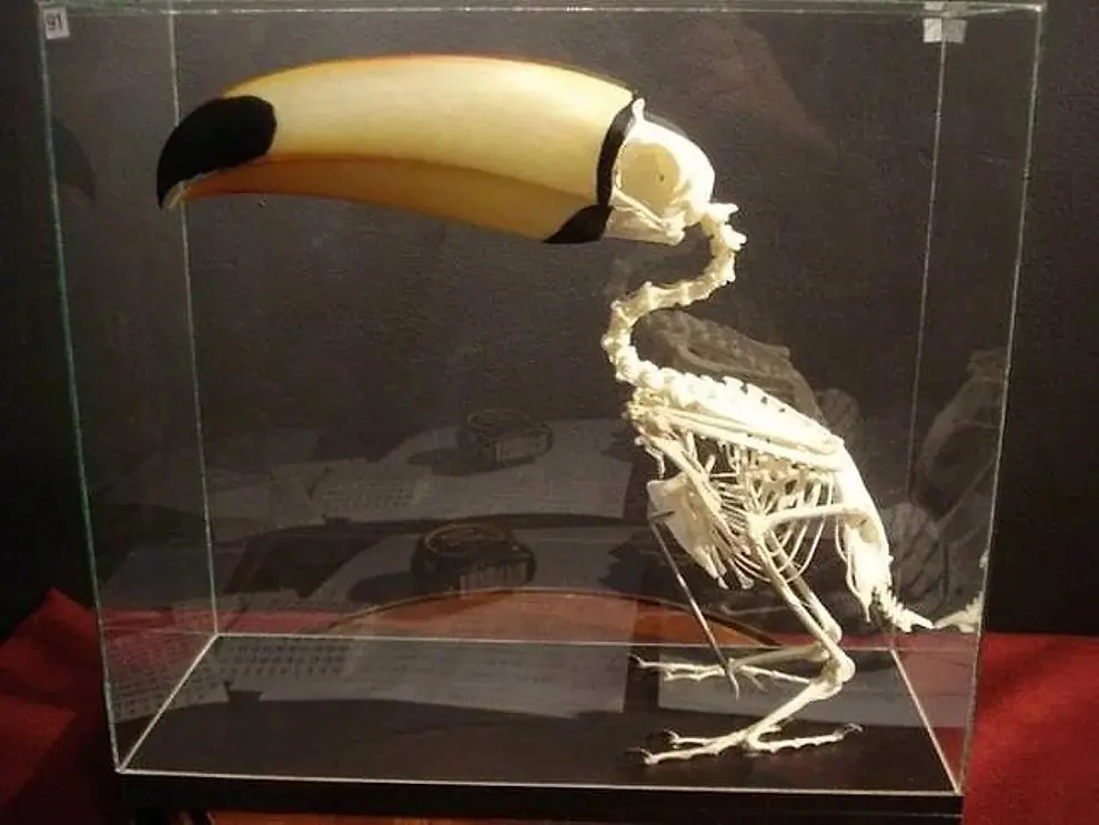 escuchado