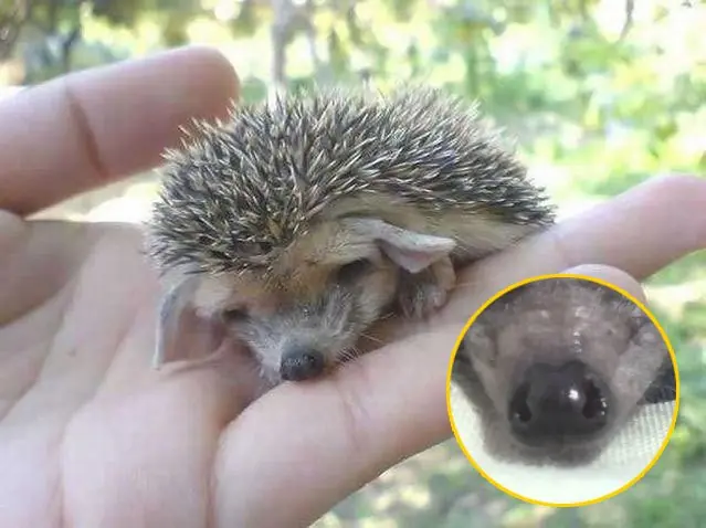 Animales que tienen que soportar cosas muy triste en su vida