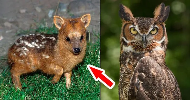 Animales