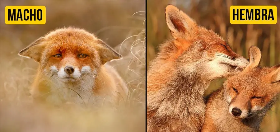 Animales que tienen que soportar cosas muy triste en su vida