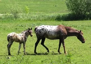 caballos
