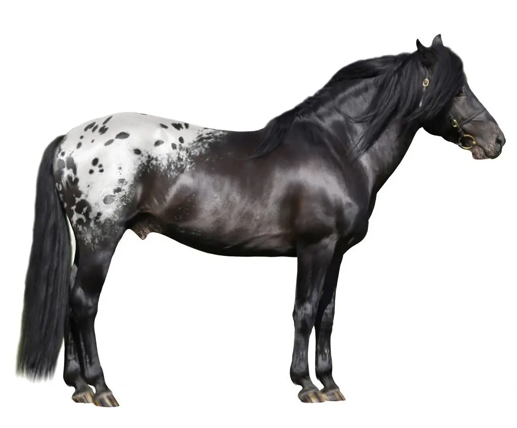 Caballo Appaloosa