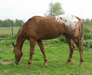 appaloosa