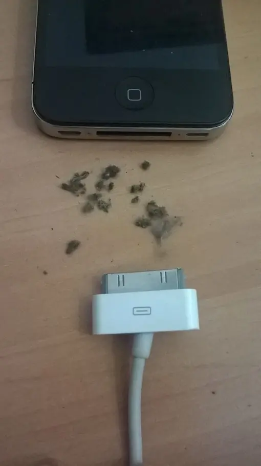 asqueado
