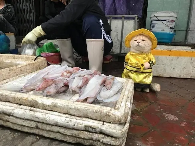 Cargadas