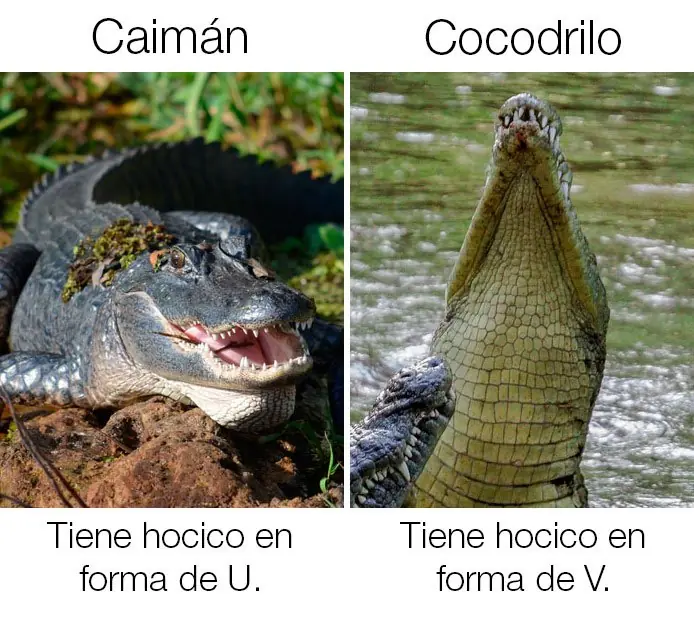 Cosas "iguales" que la mayoría no sabe que son diferentes