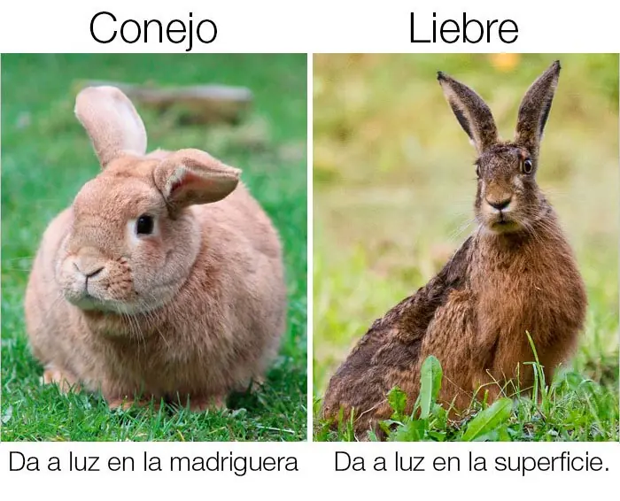cosas