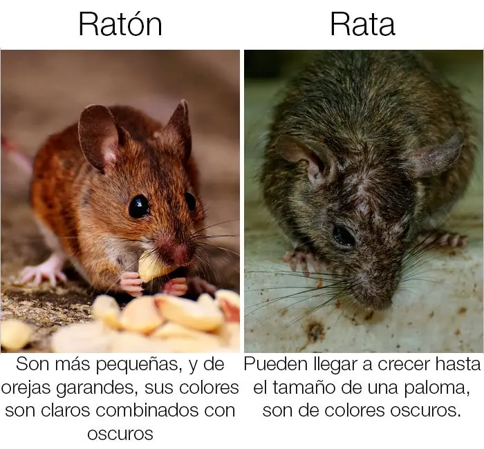 iguales