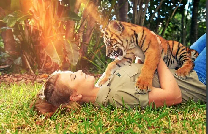 animales animales