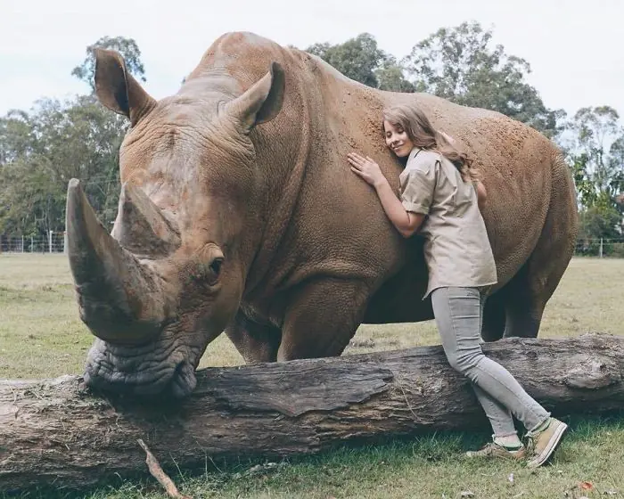 animales animales