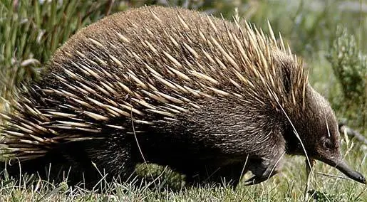 Animales de la prehistoria que todavía siguen vivos.