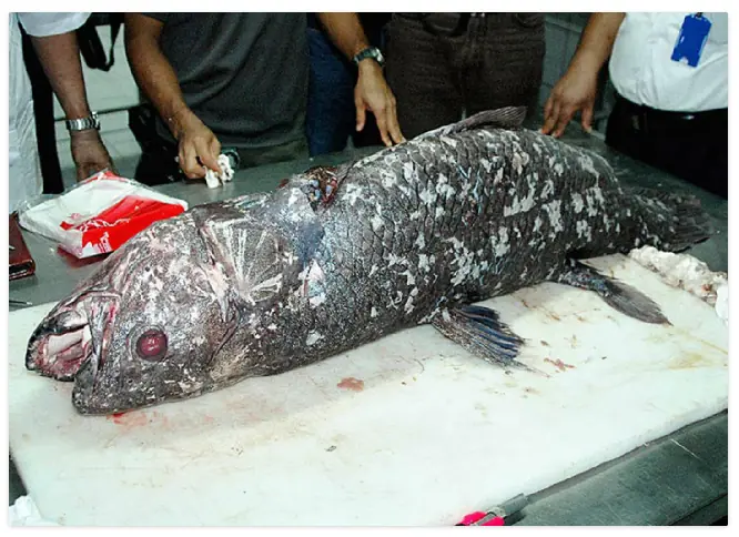 Animales de la prehistoria que todavía siguen vivos.